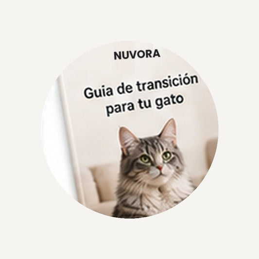 Guía de transición para tu gato de regalo